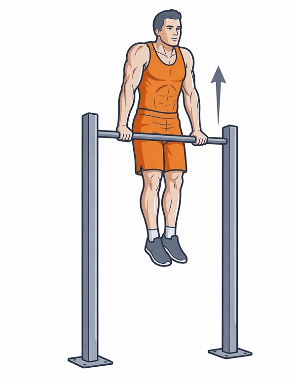 Dips (Straight Bar) – Phase 1